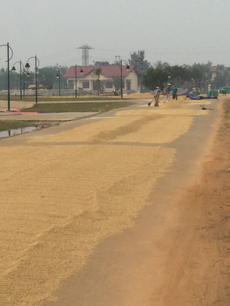 EatPrayGreg.com Drying Rice