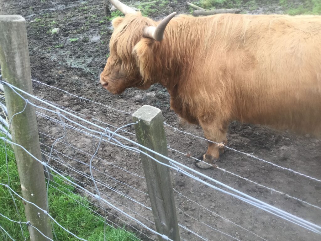 EatPrayGreg.com Highland Cows